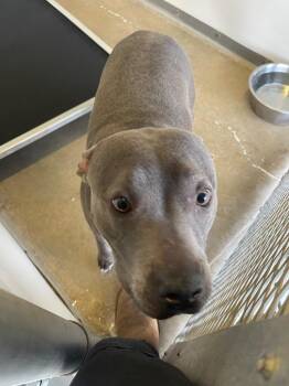 Pit Bull Terrier and Mixed Breed Dogs Available for Adoption - Bluebell | PetCurious