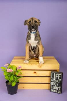 Australian Cattle Dog Blue Heeler Dogs Available for Adoption - 156-26 | PetCurious