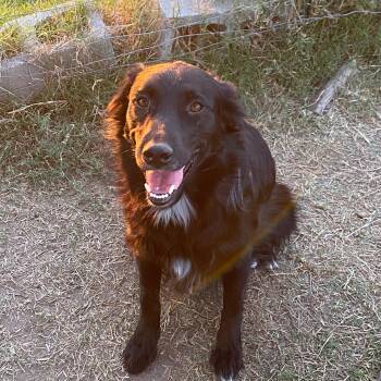 Rescue Border Collie Dogs for Adoption in Johnson City, Texas - Jane Doe "Jane" | PetCurious