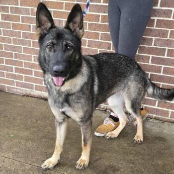 Sky -  German Shepherd Dog Dog for Adoption in Waterloo, Iowa - Sky | PetCurious
