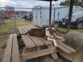 Rescue Pit Bull Terrier Dogs for Adoption in Cambridge, Ohio - Bruin 411-25 | PetCurious