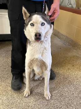 ECHO -  Siberian Husky Dog Available for Adoption in Blythe, California - ECHO | PetCurious