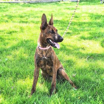 Monterey -  Dutch Shepherd and Mixed Breed Dog for Adoption in Prescott, Arizona - Monterey | PetCurious