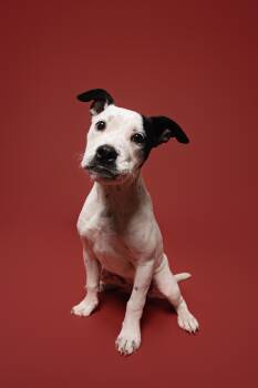 American Staffordshire Terrier and Mixed Breed Dogs Available for Adoption in Houston, Texas - Summer | PetCurious