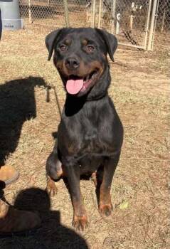 Rescue Rottweiler Dogs for Adoption in Deering, New Hampshire - Moka Mocha | PetCurious
