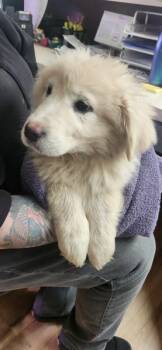 Great Pyrenees Dogs Available for Adoption - Rose-In Foster | PetCurious
