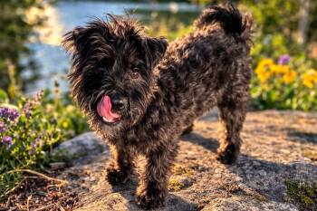 Yorkie Poo Dogs Available for Adoption - Stevo | PetCurious