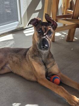 Ara -  Belgian Shepherd Malinois Dog for Adoption in Elizabeth, Colorado - Ara | PetCurious