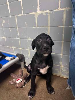 Mochi -  Catahoula Leopard Dog and Pit Bull Terrier Dog for Adoption in Marion, Ohio - Mochi | PetCurious