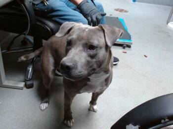 Pit Bull Terrier and Mixed Breed Dogs Available for Adoption in Albuquerque, New Mexico - GHOST | PetCurious