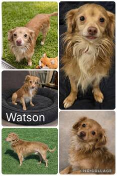 Chihuahua Dogs Available for Adoption - Watson  | PetCurious