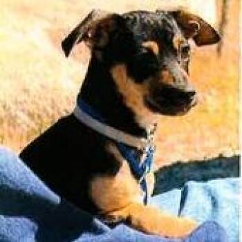 Chihuahua Dogs Available for Adoption in Long Beach, California - Chip | PetCurious