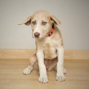 Labrador Retriever and Husky Dogs Available for Adoption in Minnetonka, Minnesota - Skye D68775 | PetCurious