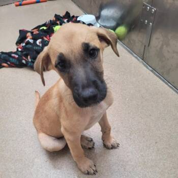 Candy Land -  Shepherd and Mixed Breed Dog for Adoption in Corpus Christi, Texas - Candy Land | PetCurious