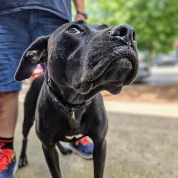 Black Labrador Retriever and Setter Dogs Available for Adoption in Shelby, North Carolina - Ceara | PetCurious