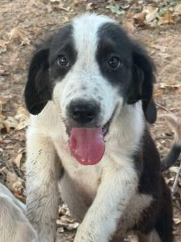 Apple the pyrenees mix puppy -  Great Pyrenees and Border Collie Dog for Adoption in Muskego, Wisconsin - Apple The Pyrenees Mix Puppy | PetCurious