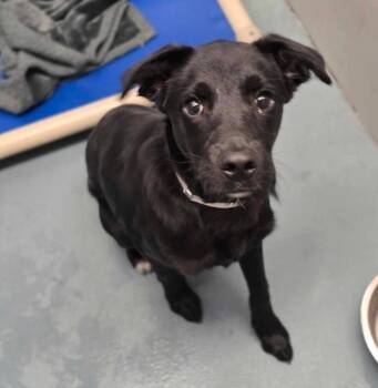 Leo -  Labrador Retriever Dog for Adoption in Sedalia, Colorado - Leo | PetCurious