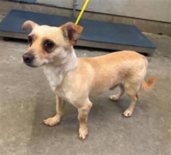 BROWN BUTTER -  Chihuahua and Dachshund Dog for Adoption in Camarillo, California - BROWN BUTTER | PetCurious
