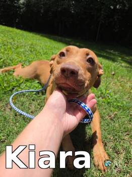 Kiara -  Pit Bull Terrier Dog for Adoption in Rocky Mount, North Carolina - Kiara | PetCurious