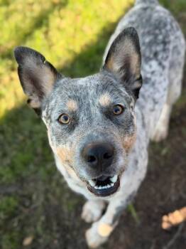 Leon Kennedy -  Australian Cattle Dog Blue Heeler and Terrier Dog for Adoption in Bloomfield, Connecticut - Leon Kennedy | PetCurious