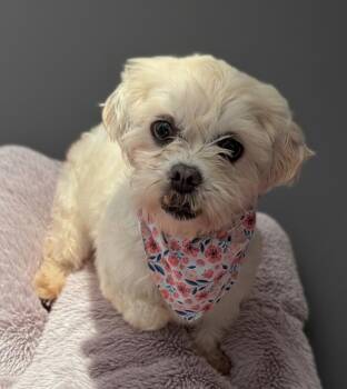 Valetta -  Maltese and Shih Tzu Dog for Adoption in Fort Myers, Florida - Valetta | PetCurious