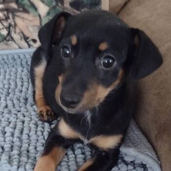 Chevy -  Yorkshire Terrier and Chihuahua Dog for Adoption in Cleveland, Tennessee - Chevy | PetCurious