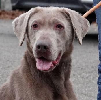Rescue Weimaraner Dogs for Adoption in Millfield, Ohio - Gunther | PetCurious
