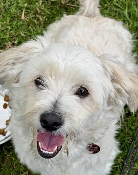Miniature Poodle and Terrier Dogs Available for Adoption in Glendale, California - Max | PetCurious