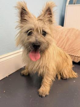 Jitterbug -  Cairn Terrier Dog for Adoption in Covington, Louisiana - Jitterbug | PetCurious
