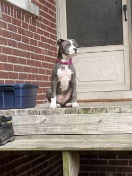 Indigo -  Mixed Breed Dog for Adoption - Indigo | PetCurious