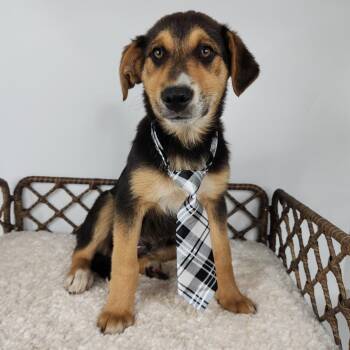 Australian Shepherd Dogs Available for Adoption in Fort Wayne, Indiana - Nick Jonas | PetCurious