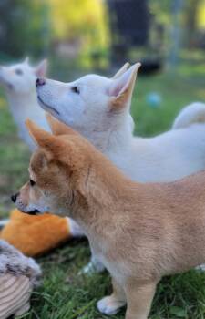 Teddy -  Shiba Inu Dog for Sale in Manito, Illinois - Teddy | PetCurious