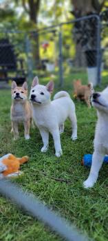 Teddy -  Shiba Inu Dog for Sale in Manito, Illinois - Teddy | PetCurious