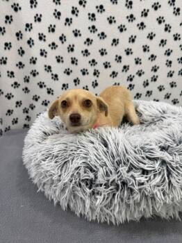 Chihuahua Dogs Available for Adoption in Brookings, Oregon - Ada | PetCurious