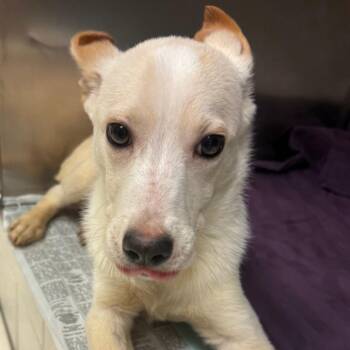 Mixed Breed Dogs Available for Adoption - Thyme | PetCurious