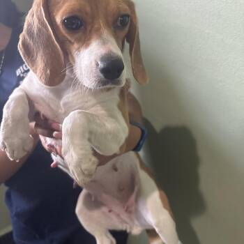 ZAU4 6178 aka Grace -  Beagle Dog for Adoption in Loxahatchee Groves, Florida - ZAU4 6178 Aka Grace | PetCurious
