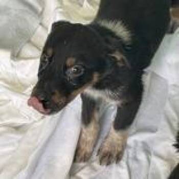 Swiss Chard - Butler Campus -  German Shepherd Dog Dog for Adoption in Flagstaff, Arizona - Swiss Chard - Butler Campus | PetCurious