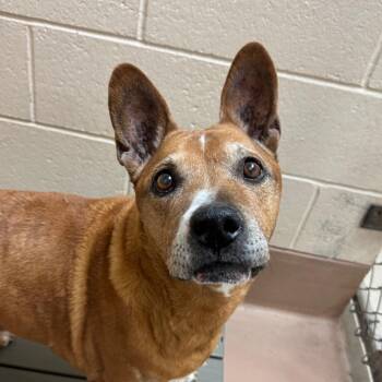 Pit Bull Terrier Dogs Available for Adoption in Reno, Nevada - Carl Allen | PetCurious