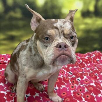 Sheva -  French Bulldog and Mixed Breed Dog for Adoption in Auburn, New Hampshire - Sheva | PetCurious