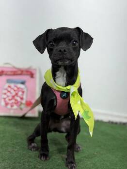 Morticia-One of our Amazing Rescue Dogs -  Pug and Mixed Breed Dog for Adoption in Carlsbad, California - Morticia-One Of Our Amazing Rescue Dogs | PetCurious