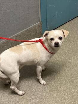 Rescue Chihuahua Dogs for Adoption in Las Vegas, Nevada - CHARM | PetCurious