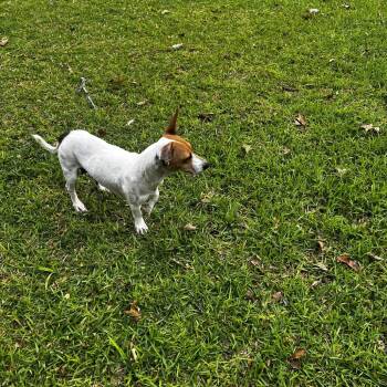 Mabel -  Rat Terrier Dog Available for Adoption in Oakdale, Louisiana - Mabel | PetCurious