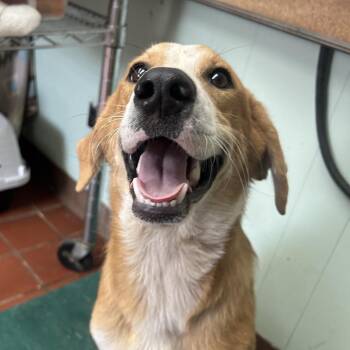 Milo -  Terrier and Mixed Breed Dog for Adoption in West Point, Mississippi - Milo | PetCurious