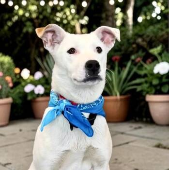 Shepherd and Cattle Dog Dogs Available for Adoption in Perry, Iowa - Nevada | PetCurious