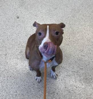 Jada -  Mixed Breed Dog for Adoption in Lafayette, Indiana - Jada | PetCurious
