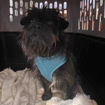 Yorkshire Terrier and Mixed Breed Dogs Available for Adoption in Fredericksburg, Virginia - Wednesday | PetCurious