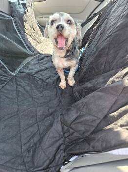 Shinney -  Havanese and Poodle Dog for Adoption in Cary, North Carolina - Shinney | PetCurious