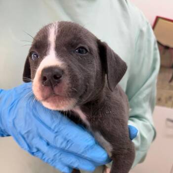 Edison -  Mixed Breed Dog for Adoption in Auburn, Alabama - Edison | PetCurious