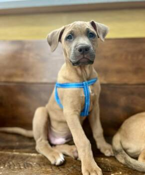 Belgian Shepherd Malinois and Mastiff Dogs Available for Adoption in Gulfport, Mississippi - Aries | PetCurious