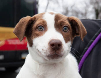 Rescue Mixed Breed Dogs for Adoption in West Chester, Pennsylvania - Ebony Fka Babette | PetCurious